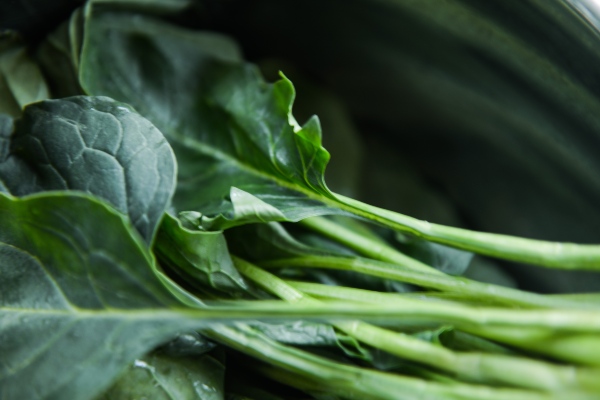 Leafy greens purchased in a St. Petersburg, Florida grocery store. 